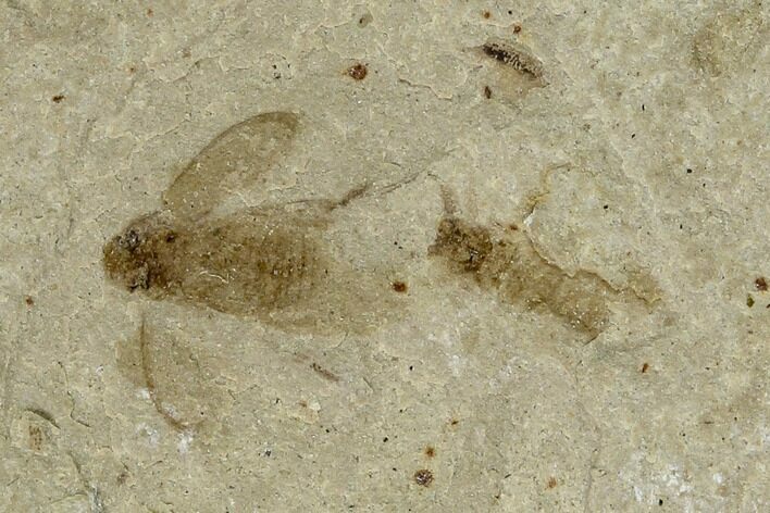 Beetle and Fly Fossil- Green River Formation, Utah #101567